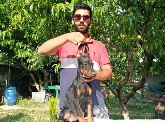 Doberman Yavrularımız görsel