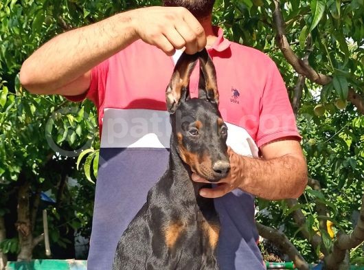 Doberman Yavrularımız görsel
