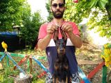 Doberman Yavrularımız