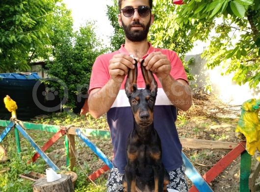 Doberman Yavrularımız