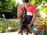 Doberman Yavrularımız