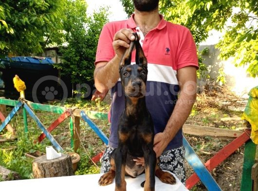 Doberman Yavrularımız görsel