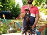Doberman Yavrularımız
