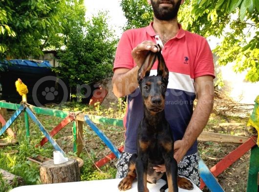 Doberman Yavrularımız görsel