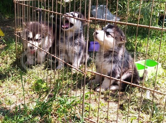 Alaska Malamut Yavruları görsel