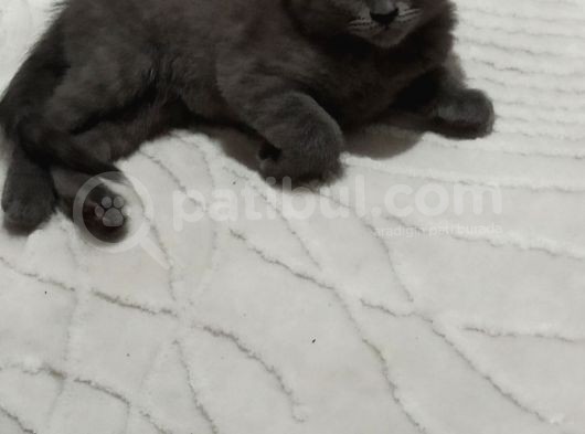 2 Aylık Bebeğimize Yuva Arıyoruz görsel
