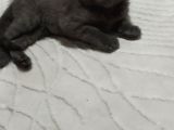 2 Aylık Bebeğimize Yuva Arıyoruz