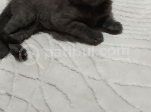 2 Aylık Bebeğimize Yuva Arıyoruz görsel