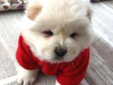 Chow Chow (Çin Aslanı) Yavruları
