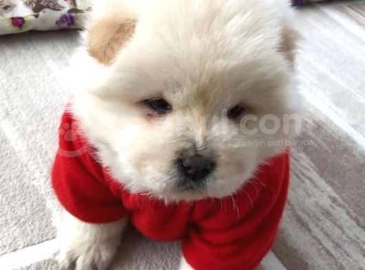 Chow Chow (Çin Aslanı) Yavruları görsel
