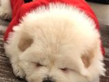 Chow Chow (Çin Aslanı) Yavruları