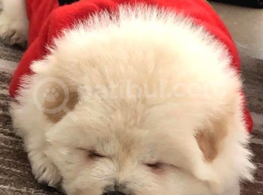 Chow Chow (Çin Aslanı) Yavruları