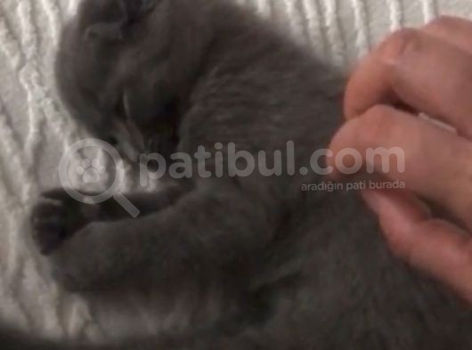 2 Aylık Bebeğimize Yuva Arıyoruz