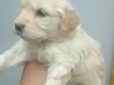 Baby Face Golden Yavrusu Dişi 2 Aylık