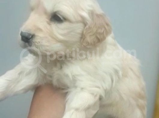 Baby Face Golden Yavrusu Dişi 2 Aylık görsel