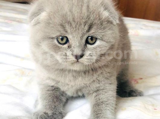 Şi̇ri̇n Oyuncu Scotti̇sh Fold