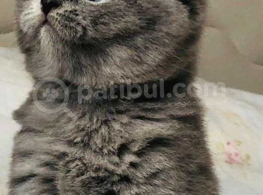 Şi̇ri̇n Oyuncu Scotti̇sh Fold görsel