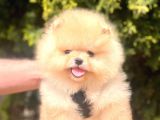 Pomerian Boo