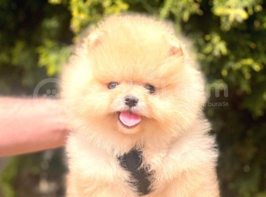 Pomerian Boo görsel