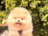 Pomerian Boo
