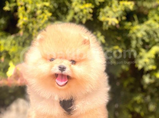 Pomerian Boo görsel