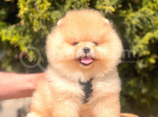 Pomerian Boo