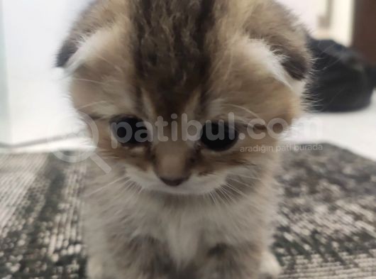 Scotish Fold Longhair görsel