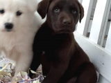 Çikolata Labrador Erkek Ve Dişi