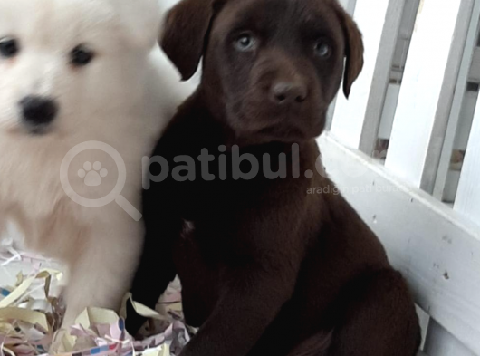 Çikolata Labrador Erkek Ve Dişi görsel