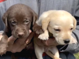 Çikolata Labrador Erkek ve Dişi