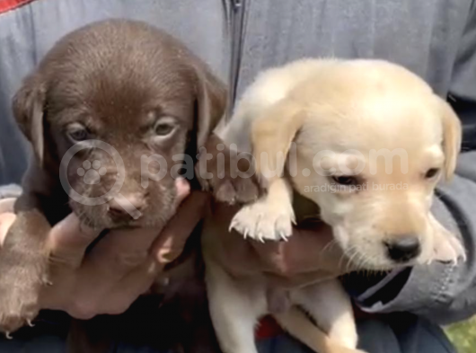 Çikolata Labrador Erkek ve Dişi