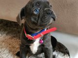 Fransız Bulldog Yavru Köpekler