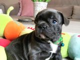 Fransız Bulldog Yavru Köpekler