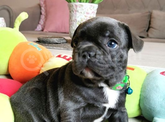 Fransız Bulldog Yavru Köpekler görsel