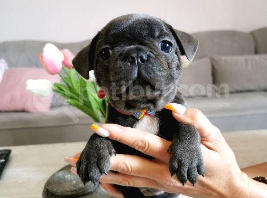 Fransız Bulldog Yavru Köpekler görsel