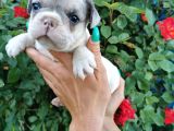 Fransız Bulldog Yavru Köpekler