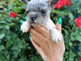 Fransız Bulldog Yavru Köpekler