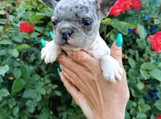 Fransız Bulldog Yavru Köpekler görsel