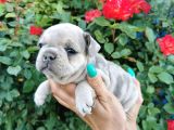 Fransız Bulldog Yavru Köpekler