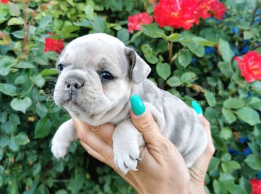 Fransız Bulldog Yavru Köpekler görsel