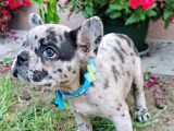 Fransız Bulldog Yavru Köpekler