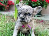 Fransız Bulldog Yavru Köpekler