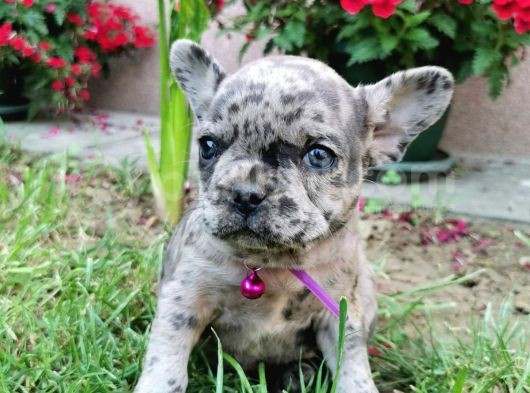 Fransız Bulldog Yavru Köpekler görsel