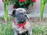 Fransız Bulldog Yavru Köpekler
