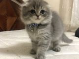 A Kalite Scottish Fold Dişi