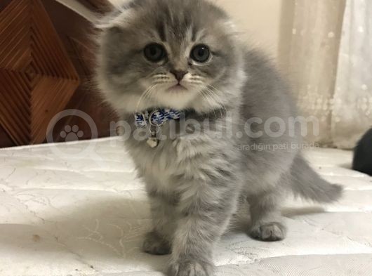 A Kalite Scottish Fold Dişi