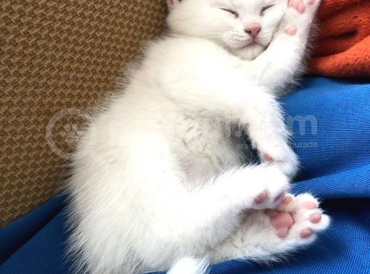 Pamuk Bebeğim Yeni Evini Arıyor görsel