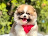 Safkan Pomeranian Boo Yavrularımız