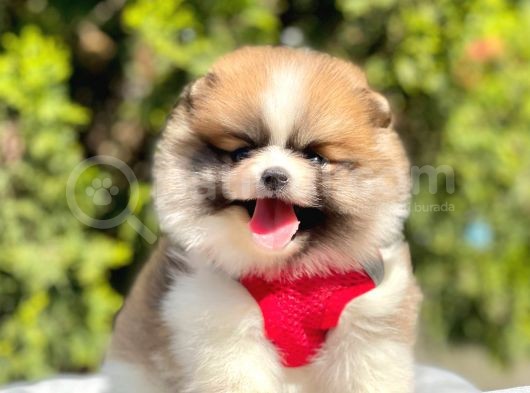 Safkan Pomeranian Boo Yavrularımız görsel