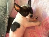 Bal Tadında Chihuahua